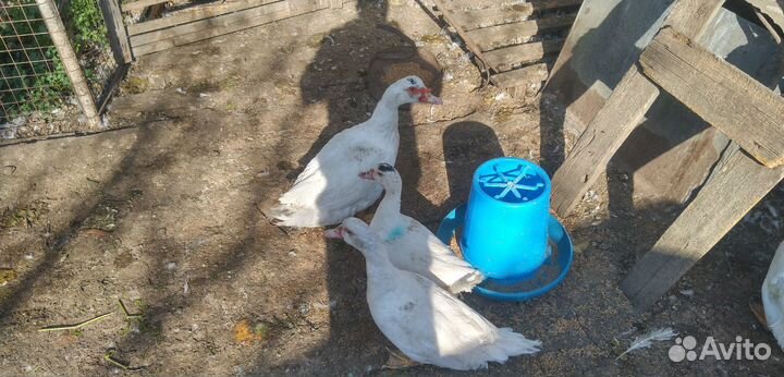 Селезень индоутки