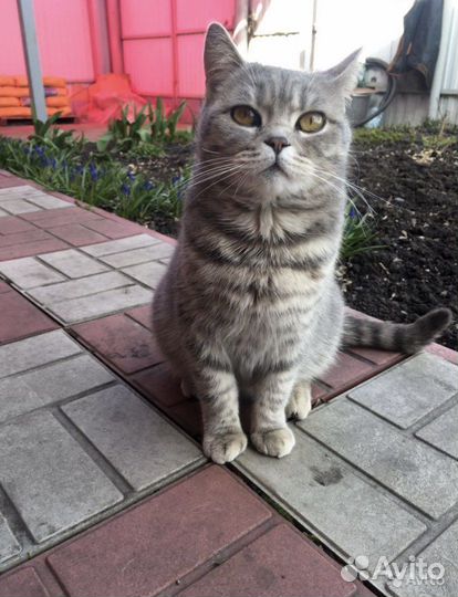 Котята в добрые руки бесплатно