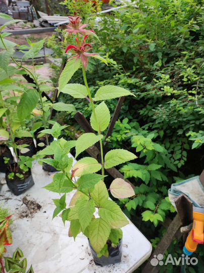 Многолетники