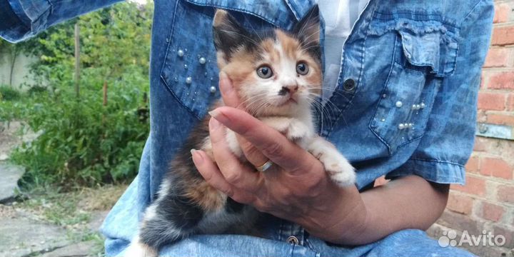 Две сестрички-близняшки трехцветки на счастье