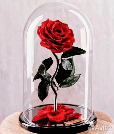 Роза в колбе. Вечная