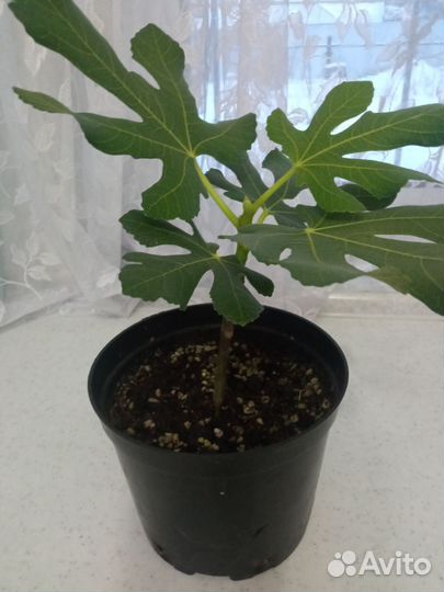 Саженцы инжира