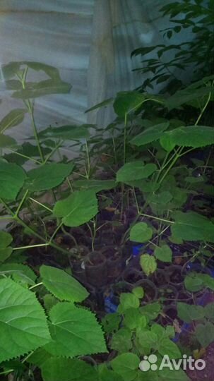 Саженцы павловния