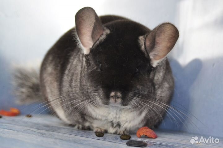 Шиншиллы, самки: черный бархат, стандарт