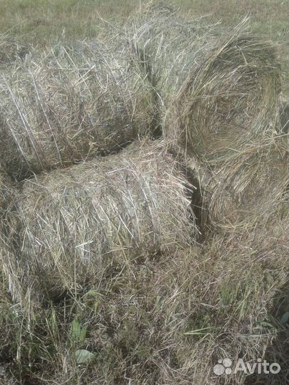 Сено в рулонах