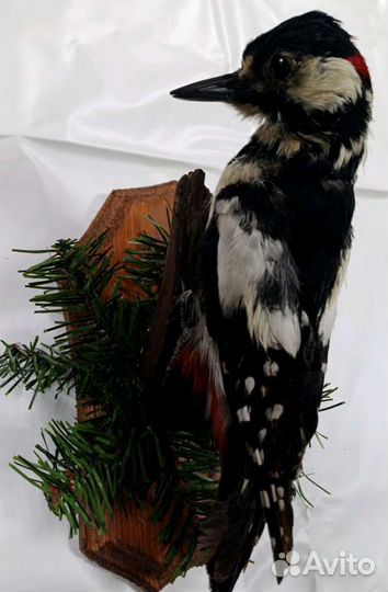 Чучело дятла