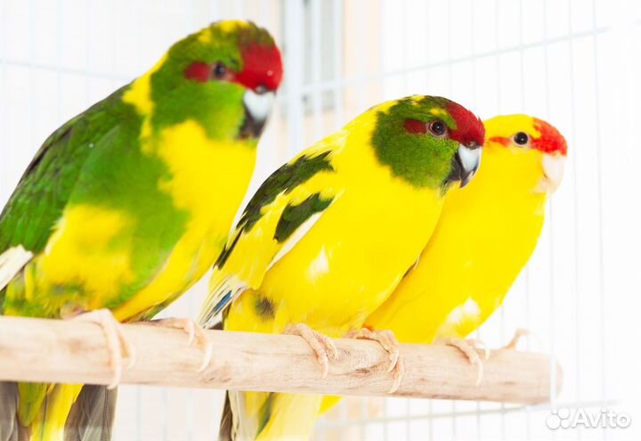 Какарик лучшие птенцы для Вас