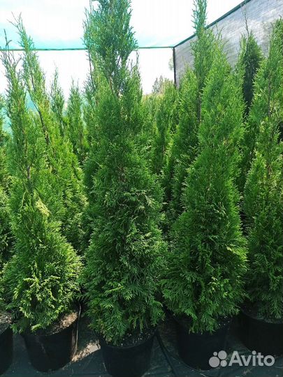 Туя Колоновидная