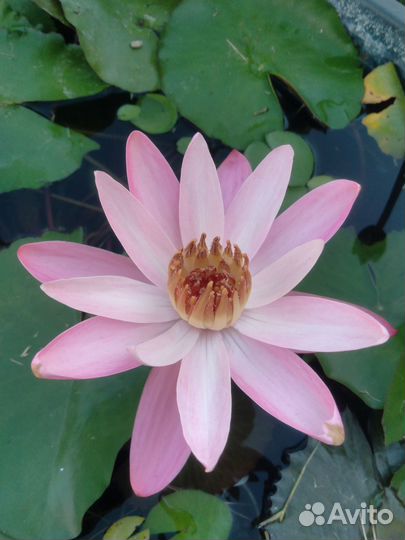 Ночная нимфея