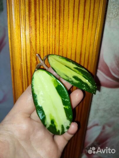 Фикус иволистный плакучая форма