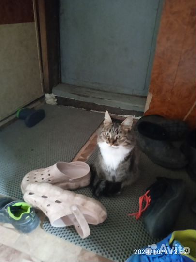 Продам котëннока и может кошку