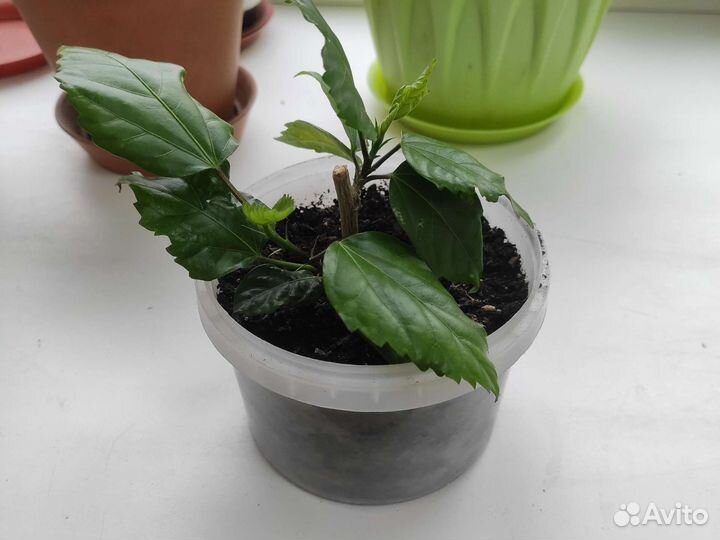 Роза китайская махровая