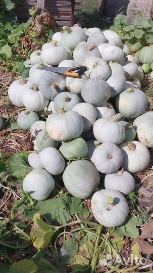 Тыква столовая