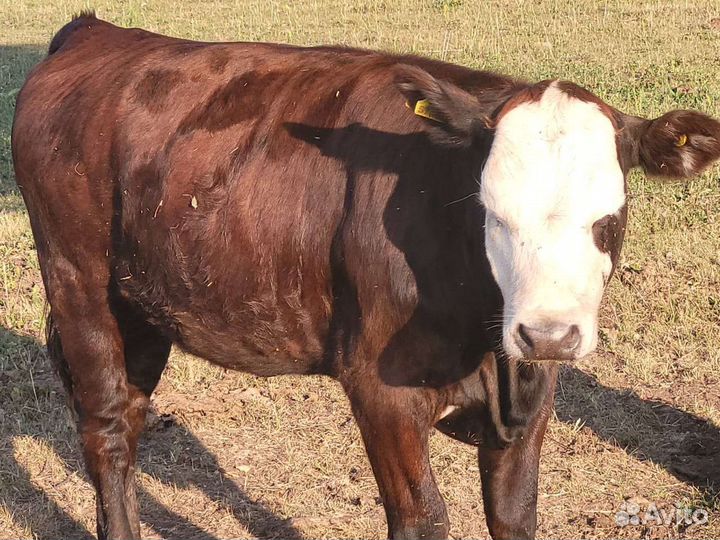 Коровы, быки