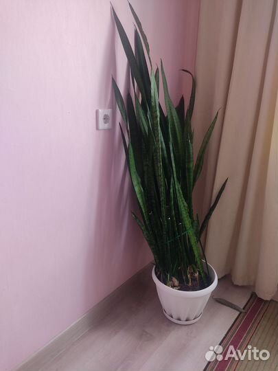 Цветок щучий хвост