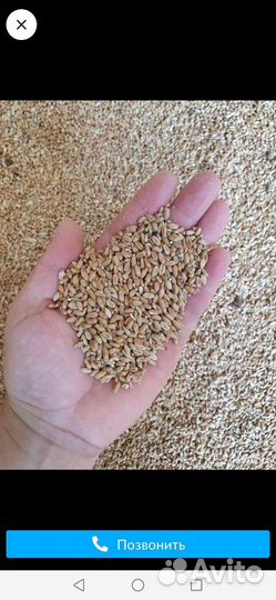 Зерно пшеница