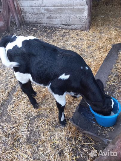 Бычок 17дней