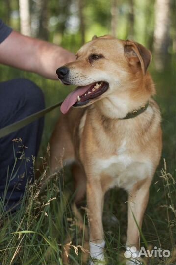 Собака в добрые руки