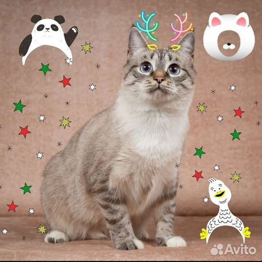 Глафира Андреевна ищет дом)