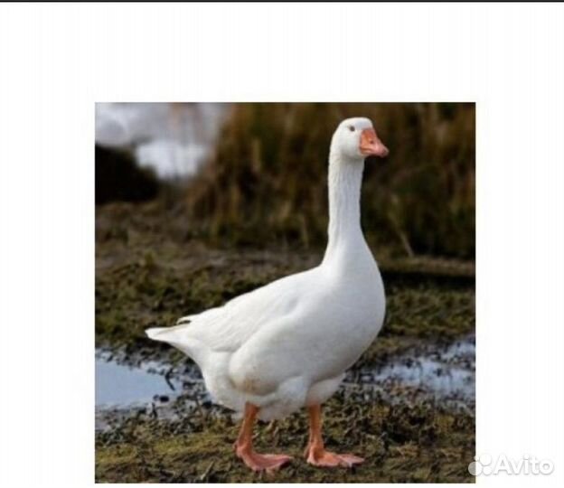 Инкубационное яйцо гусей линда, кр.серый