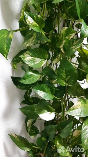 Сциндапсус