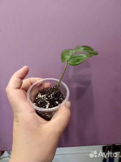 Монстера минима. Рафидофора