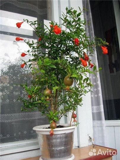 Декоративный гранат, семейство бонсай