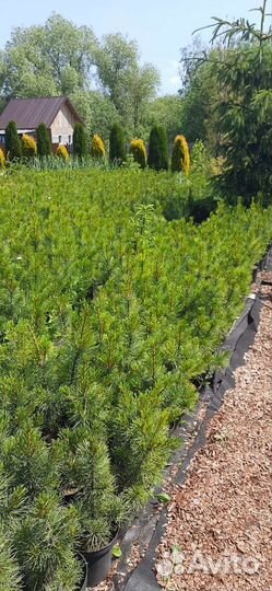 Саженцы сибирского кедра