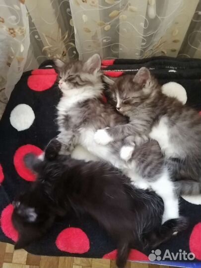 Кошки в добрые руки бесплатно