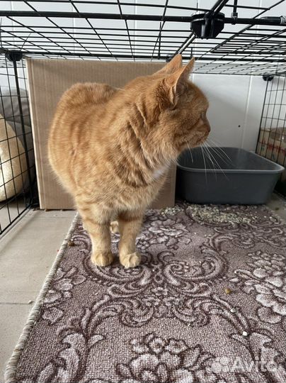 Рыжая кошечка