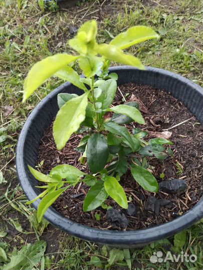 Айва японская, редкость, белая махровая