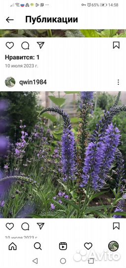 Уличные садовые растения почвопокровники