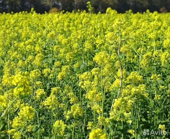 Горчица седираты оптом