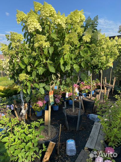 Гортензия на штамбе