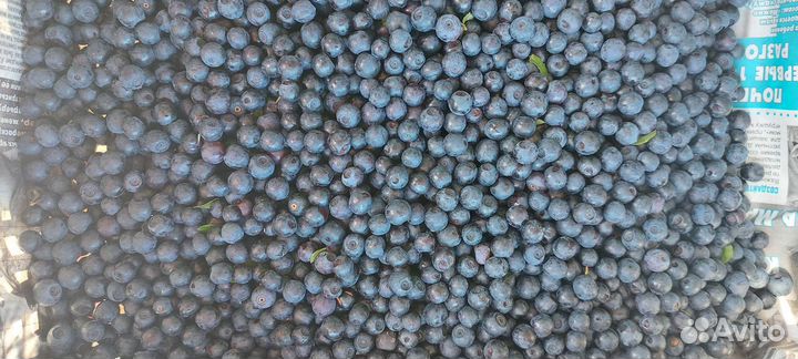 Черника лесная