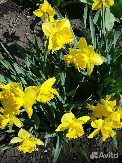 Луковицы нарциссов