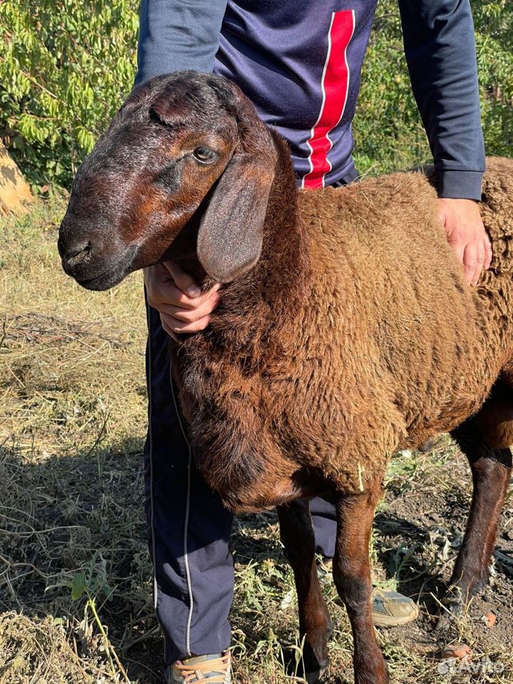 Гисарский баранчик