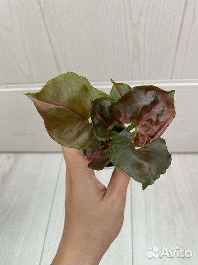 Сортовые сингониумы 1