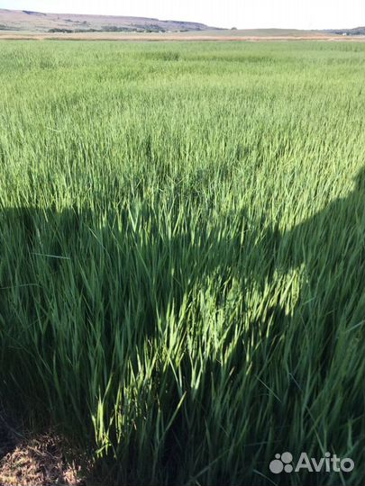 Сено луговое разнотравие