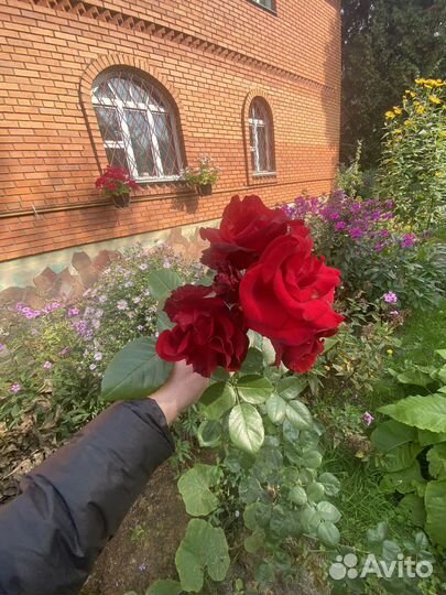 Розы садовые