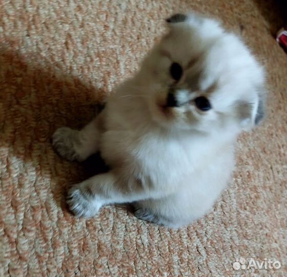 Отдам котёнка в добрые руки