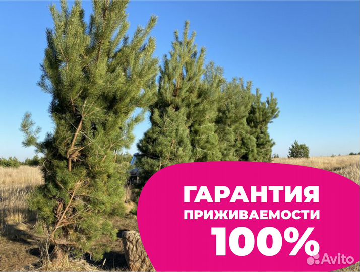 Сосна оптом и в розницу