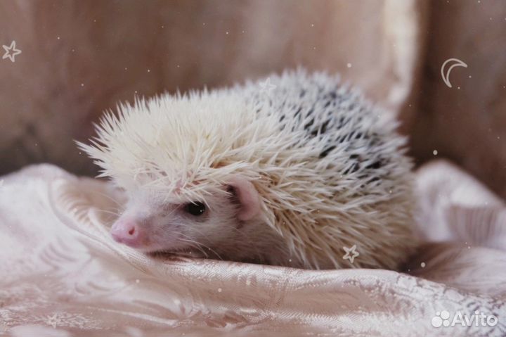 Вязка Африканский ежик