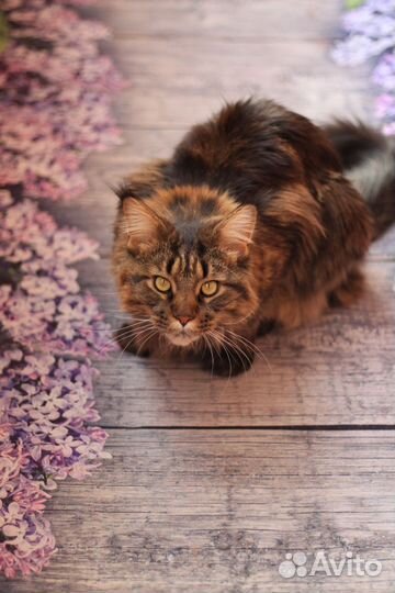 Кот мейн-кун