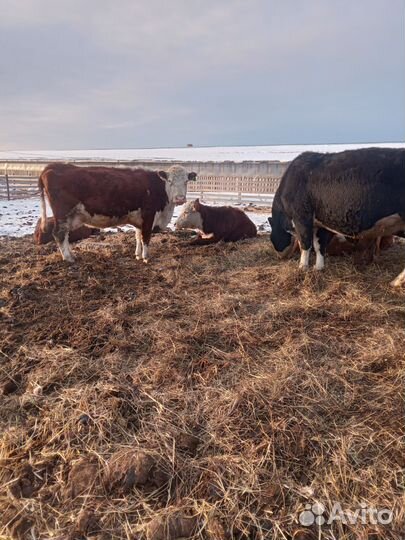Продам коров
