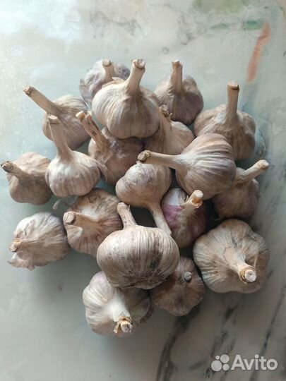 Продам зимний чеснок