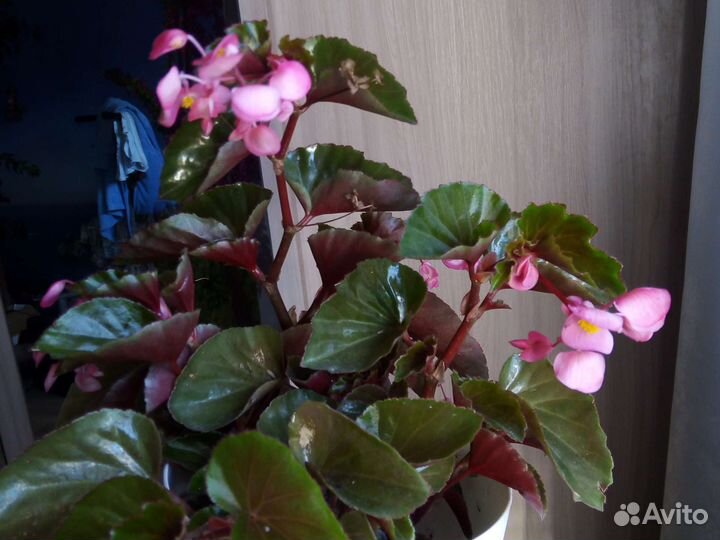 Бегония вечноцветущая