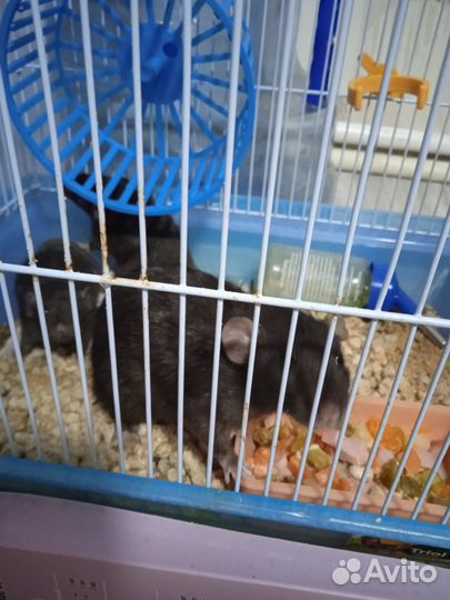 Отдам бесплатно крысят