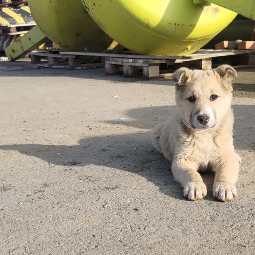 Щенок в добрые руки мальчик