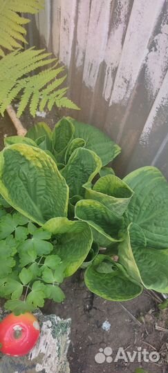 Хоста растение